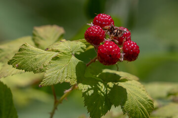 Wild Raspberries, Rubus idaeus