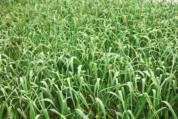 Fototapeta premium Green Garlic Shoots Growing in Farm Field Ready for Picking and Harvest