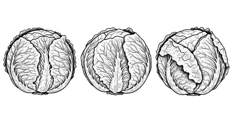 Fototapeta premium Detailed black and white sketch of three cabbages
