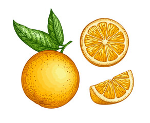 Orange set. Hand drawn engraving illustration