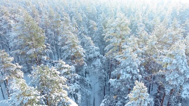 Drone camera flying above a beautiful sunny snowy pine forest on a bright winter day