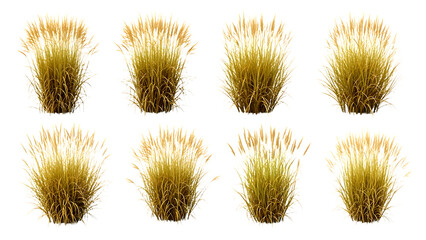 Obraz premium Collection of eight isolated golden dried ornamental grass clumps on a black background