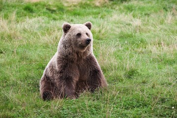 Brown bear in the nature	