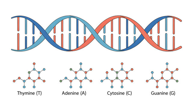The double helix structure of dna and its four fundamental nitrogenous bases