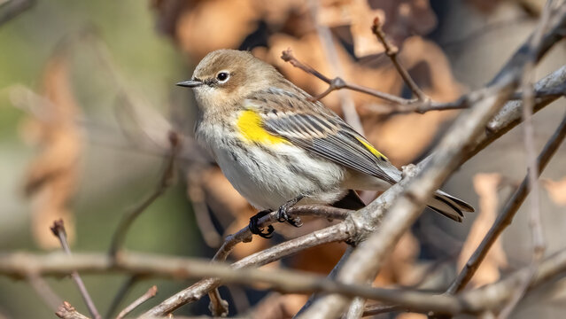 Yellow Rumped Warbler on a branch