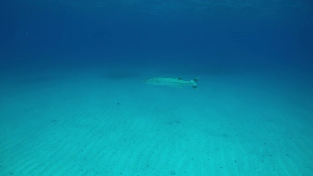 A lone Great Barracuda swims in the blue depths above the sandy seabed, Slow motion of Great Barracuda or Barra, Sphyraena barracuda