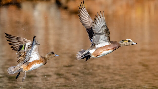 Gadwall duck on the lake