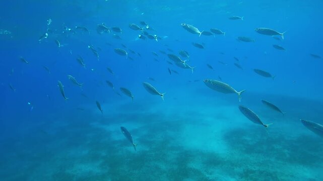Close-up of a school of Mackerel swimming under turquoise water surface in bright sun rays, slow motion of shoal Striped Mackerel or Indian mackerel, Rastrelliger kanagurta