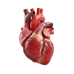 3d rendered anatomical heart