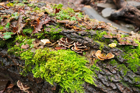 A fallen log in a forest is covered in vibrant green moss and various types of shelf fungi, showcasing the natural decomposition and growth cycle.