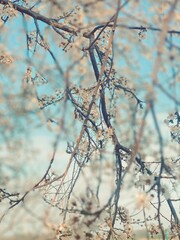 branches covered with snow © Wioleta