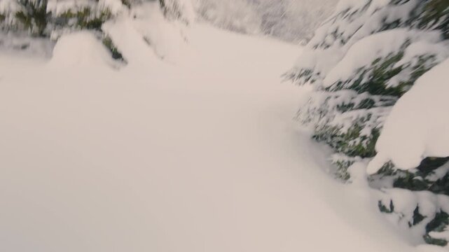 A man walks through the forest, lies down and buries himself in loose snow. A guy is having fun on a frosty winter day. Outdoor activities. A traveler in the winter forest. From the first person.