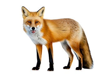 Fototapeta premium Full body shot of a fox