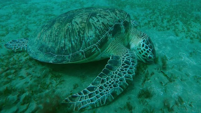 Close up of Sea Turtle grazing on the sea floor, Slow motion, Camera moving forwards approaching Great Green Sea Turtle, Chelonia mydas