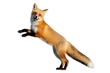 Obraz premium Smiling red fox isolated on transparent background