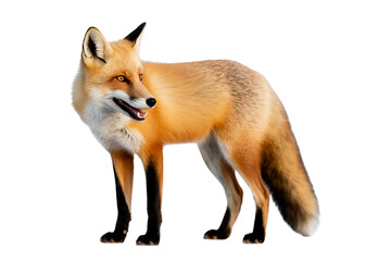 Fototapeta premium Red fox standing isolated on transparent background