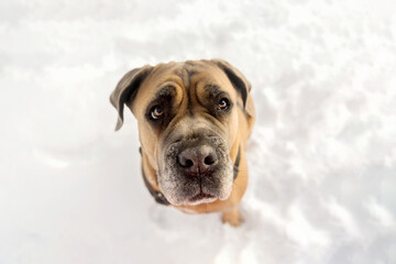 Obraz premium Cane Corso Portrait in Snow with Soft Winter Background