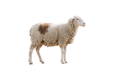 Fototapeta premium Sheep with white wool and a brown spot, isolated on transparent