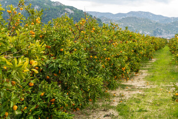 Rows of Mandarin trees in Neretva Valley, Croatia with Mountain Landscape