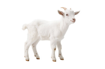 Obraz premium Standing white goat kid isolated on transparent background