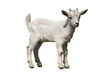 Fototapeta premium Adorable white baby goat standing still