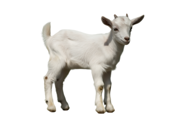 Adorable white baby goat standing still