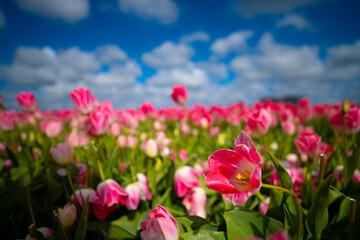 Fototapeta premium field of tulips