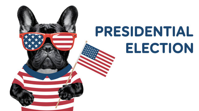 Patriotic french bulldog with american flag sunglasses and shirt for election day