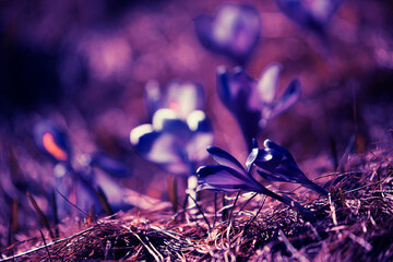 stunning mountains blooming  spring  purple flowers, fantastic macro photo of crocuses flowers in...