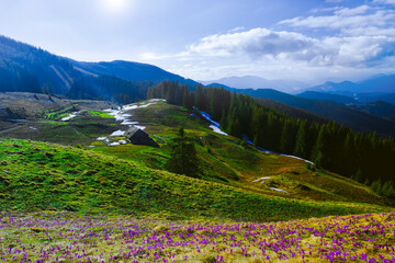 stunning mountains blooming  spring  purple flowers, fantastic macro photo of crocuses flowers in...