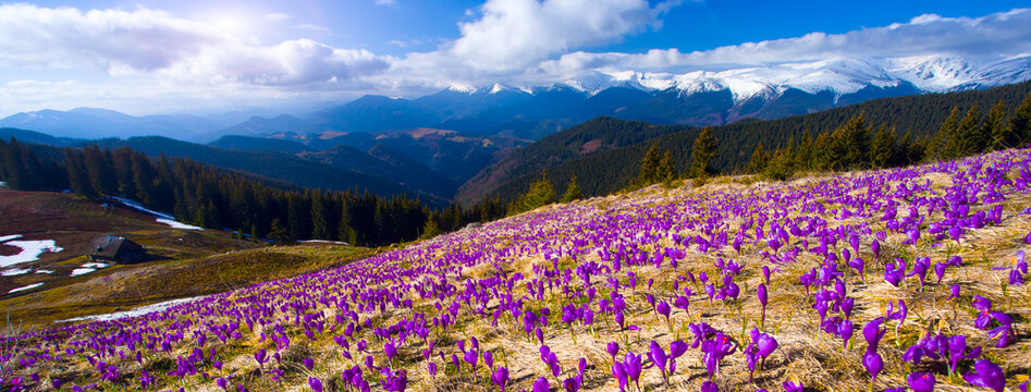 stunning mountains blooming  spring  purple flowers, fantastic macro photo of crocuses flowers in Carpathian mountains...exclusive - this image is sold only on Adobe stock