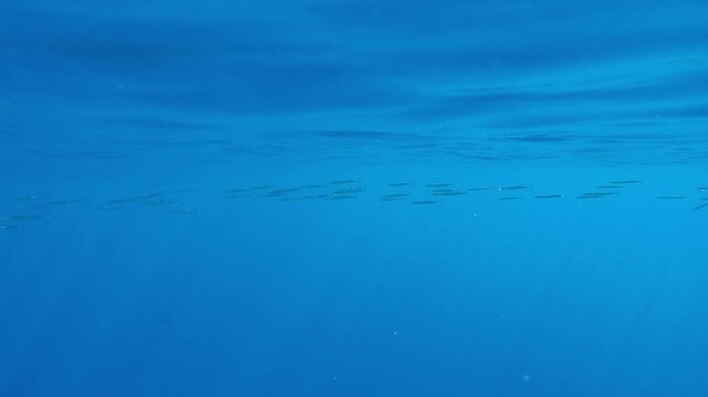 Shoal of Halfbeak fish swimming under surface of turquoise water in sunbeams, Slow motion of Red Sea Halfbeak, Hyporhamphus gamberur swims on a bright sunny day
