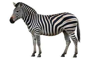 Fototapeta premium Standing zebra with black and white stripes