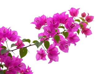Obraz premium Beautiful vibrant pink bougainvillea flowering shrub isolated against a pure white background showing tropical gardening potential, studio, tropical, specimen