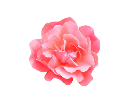 Beautiful pink rose isolated on white 