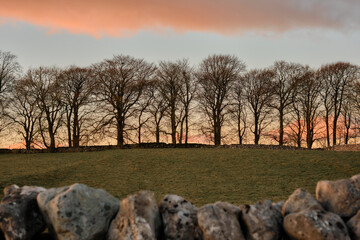 A line of trees in the winter in the Yorkshire Dales National Park over a dry stone wall at sunset