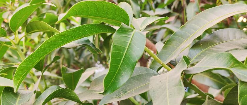 Close-up of healthy green mango leaves on tree branch showing freshness and tropical plant life