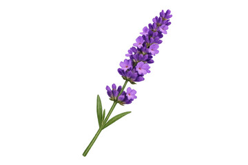 Obraz premium Lavender flower on transparent background, a fragrant purple blossom representing aromatherapy, tranquility, and natural beauty