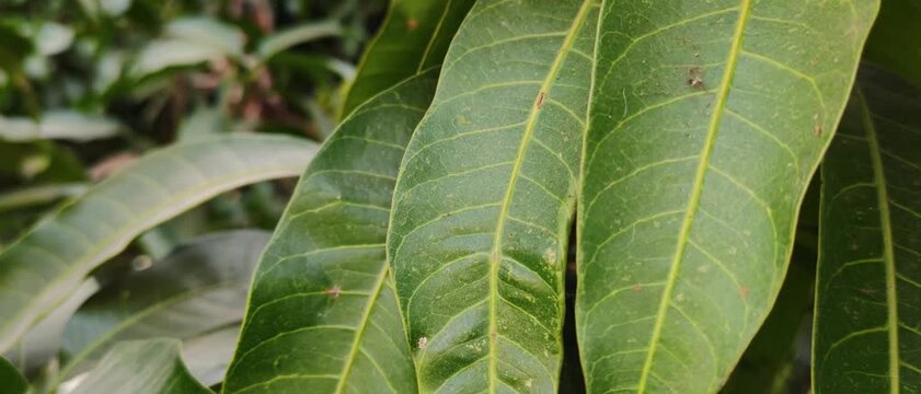 Close-up of fresh green mango leaves with visible veins, natural tropical foliage background