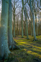 Ostseestrand bei Nienhagen