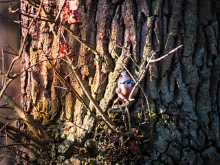 Kleiber auf einem Baum 