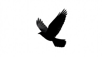 Obraz premium Soaring Raven Silhouette: A striking silhouette of a raven in flight, captured in sharp detail, embodying freedom and grace against the bright sky.