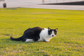 cat with black and white fur and bright yellow eyes crouching in short green grass, focusing on something unseen