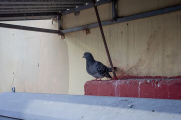 a pigeon under a gazebo