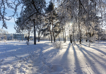 Stunning snow-covered coniferous trees covered with frost on a frosty day. Sun shadows on snow