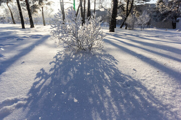 Stunning snow-covered trees and bush covered with frost on a frosty sunny day. Sun shadows on snow