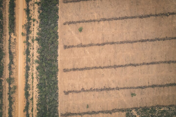 Native forest cleared along a roadside in Formosa, Argentina, showing deforestation, habitat loss, and human impact on the Chaco ecosystem, highlighting environmental degradation and land use change.