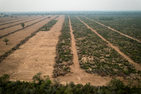 Native forest cleared along a roadside in Formosa, Argentina, showing deforestation, habitat loss, and human impact on the Chaco ecosystem, highlighting environmental degradation and land use change.