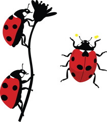 Ladybug climbing plant silhouette, red insect with black spots, flower illustration, wildlife design, nature art, insect behavior study, garden theme concept © crazycollection