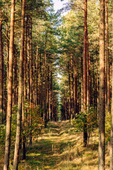 Obraz premium Pine forest in the autumn morning, ecological trail in a beautiful forest with perspective, green Leaves in sunlight and long shadows, fresh air. Curonian Spit, Kaliningrad region.